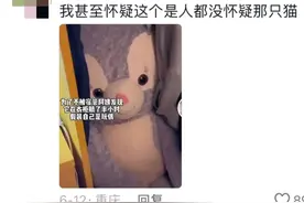 笑不活了！猫咪到底有多会躲猫猫，网友：找了两个小时都没找到图片