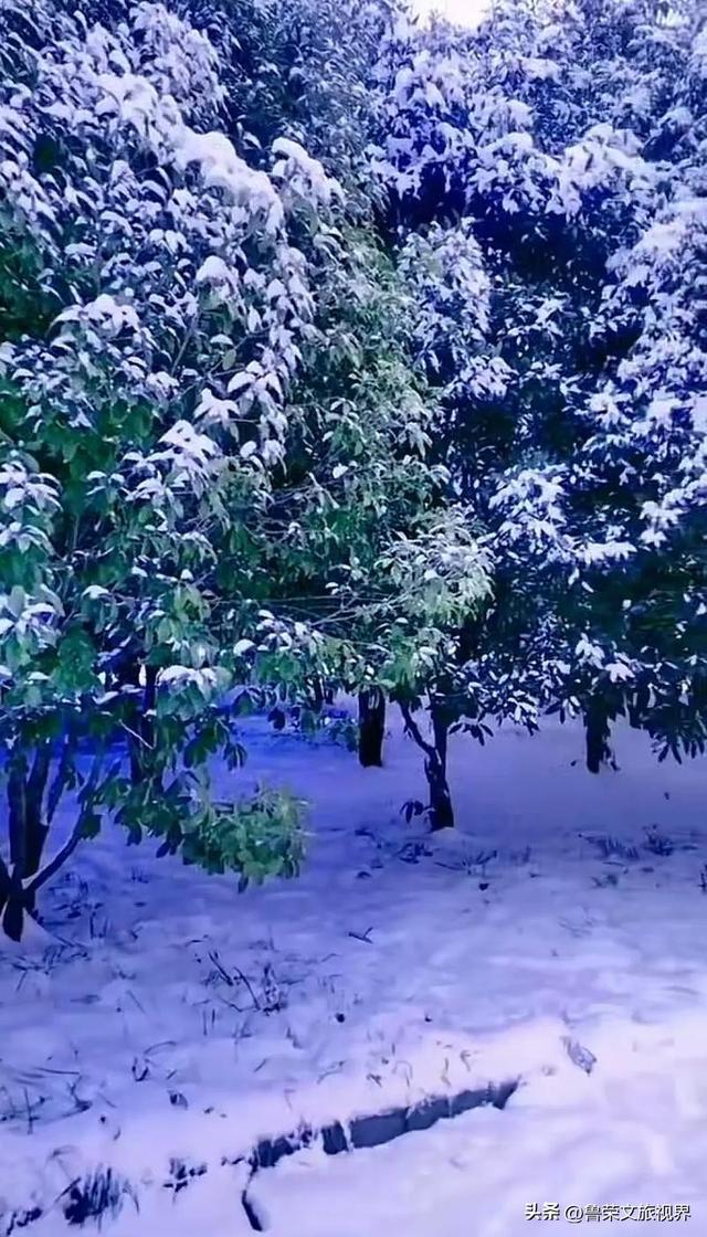 2025第一场雪赴长安：西安变回长安的素白之约