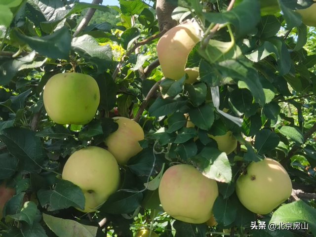 京果飘香！房山国庆中秋采摘攻略