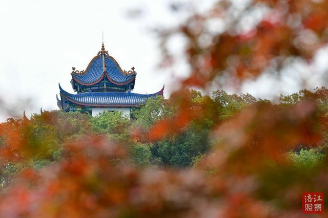 一“叶”知冬来！漫步仿古园林，解锁初冬浪漫