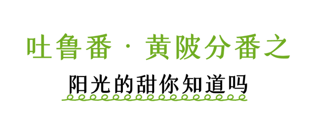 不在新疆！吐鲁番分番在姚集