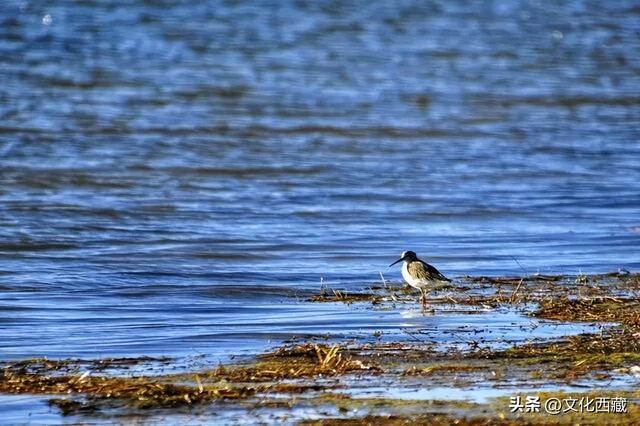 离谱又有趣的玩法！去西藏阿里一定要试！“荒野茶席”煮茶看星空