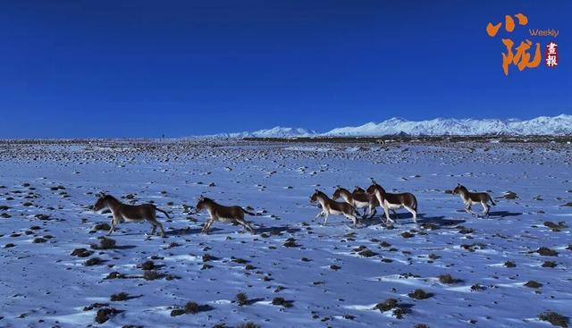 阿克塞：生灵为笔 写就草原冬日生态诗篇