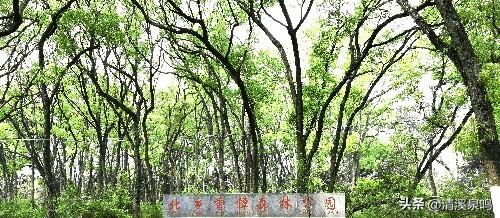半日樟香沁心脾