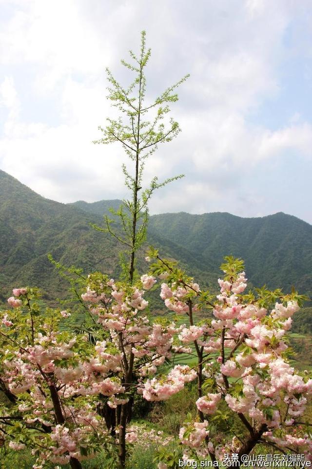 婺源篁岭旅游札记[三]（江西之旅第四十五篇）