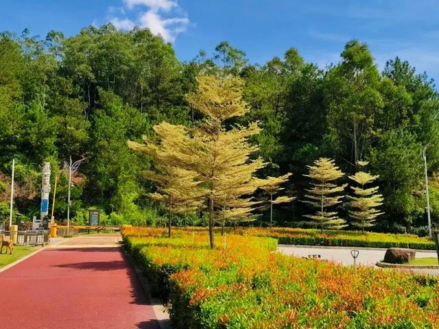 重阳登高何处去？安溪邀您赏花踏秋，解锁「茶山+云海」双景模式