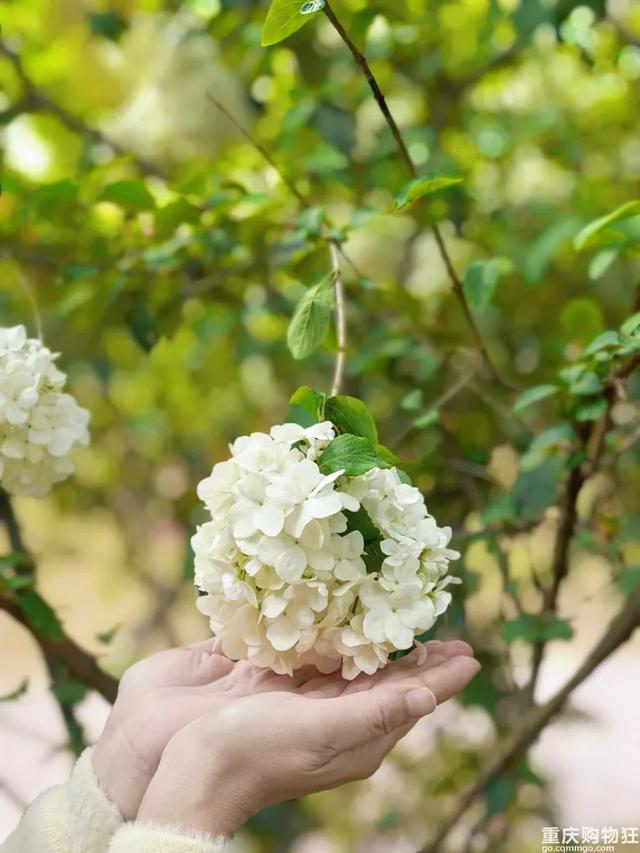 重庆这片免费花海开疯了,又多又美,公交轨道直达,适合全家出行