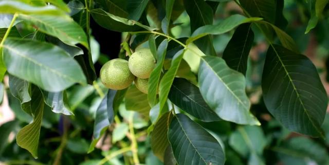 陇南双链：G567与S205的成州诗篇