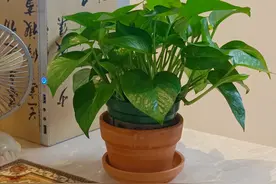 4、5月，家里还有4种花，赶快淘汰掉，一点儿都不“吉利”图片