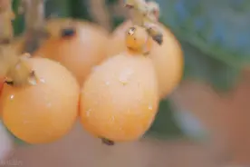 枇杷好吃前十排行榜，一口爆汁的快乐藏不住，看看有没有你家乡的图片