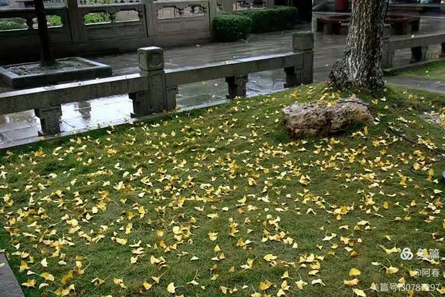 雨中看姑苏