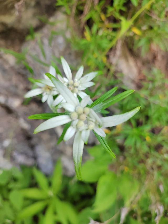 官鹅沟的植物