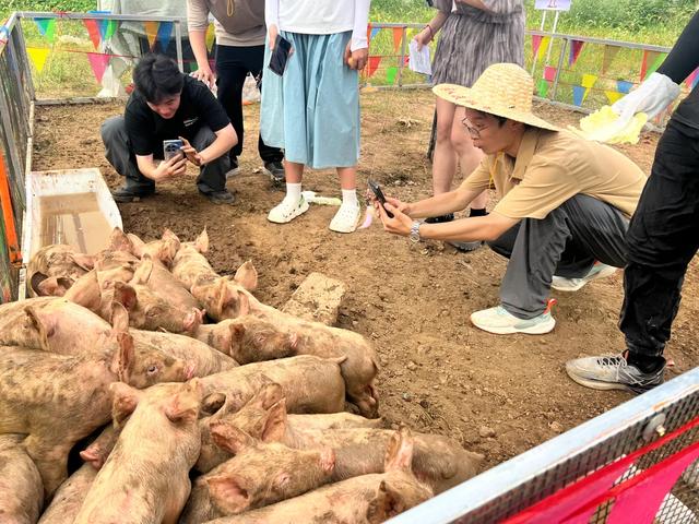 百度要把猪肉价格打下来？学霸携AI勇闯猪圈，这届人类比猪还疯