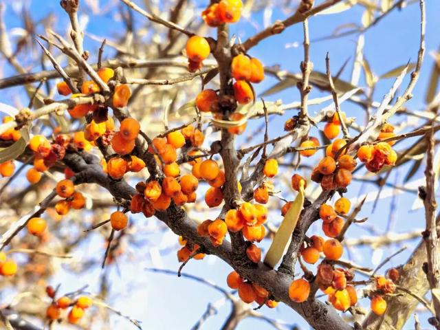 古丰初冬：雪粘褐野，甜裹寒枝