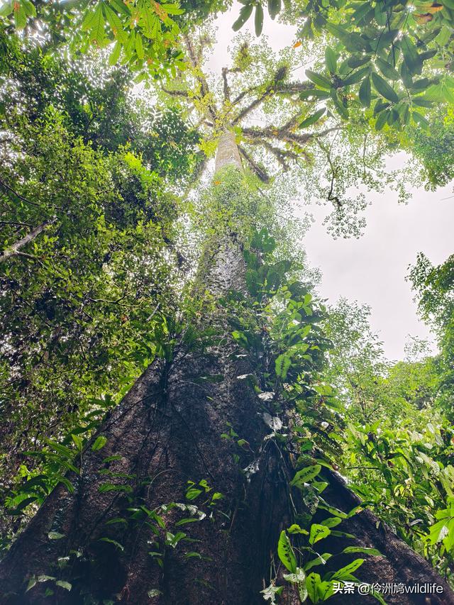 马来西亚(31)砂拉越州⑤姆鲁山canopy树冠高空漫游