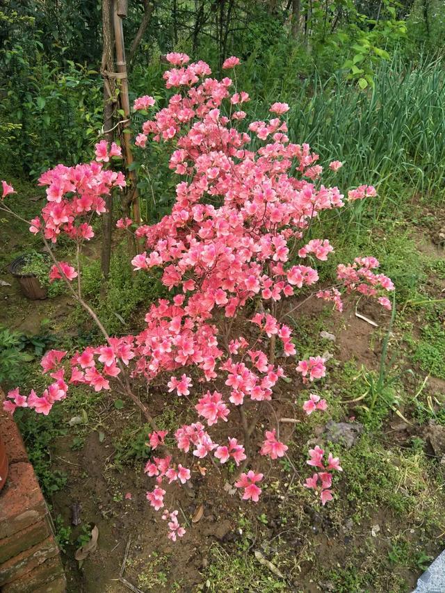 杜鹃花和映山红有什么区别?让我来告诉你