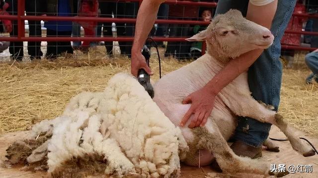 深度解析“薅羊毛、占便宜”的心理动因