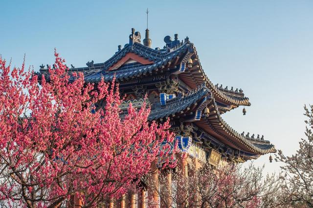 2月早春风光，7个赏花胜地，漫山遍野花香，率先打开春天