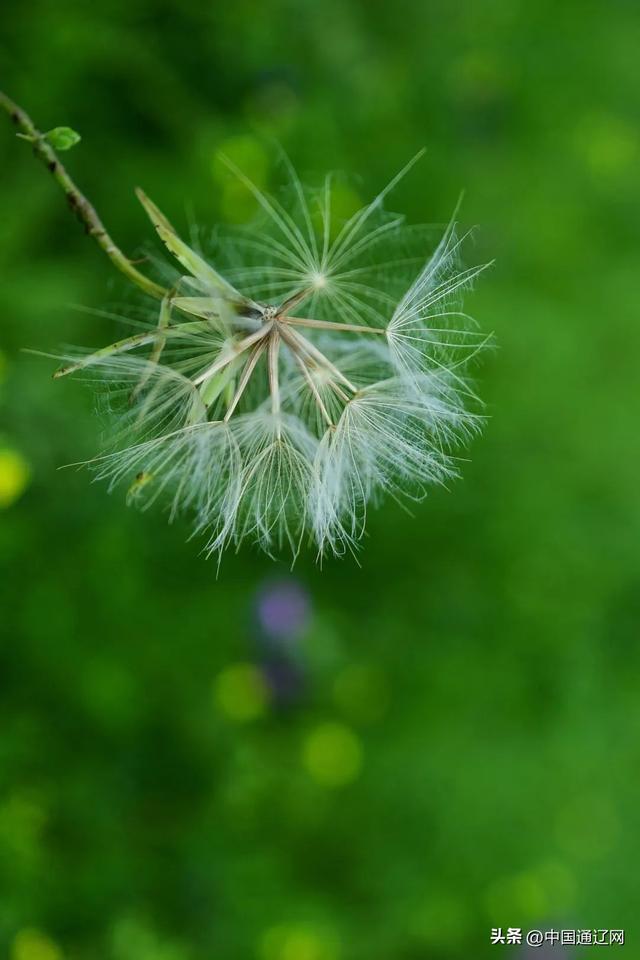 夏天，请到山地草原来