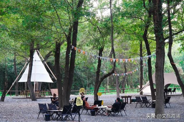 霞浦这处全球纬度最南枫香林，藏着闽东最浓的红韵