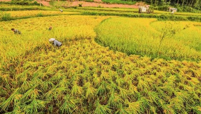 宣汉桃花镇：贡米流香处，桃源入梦来