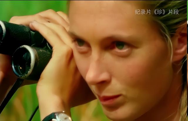 26岁走进非洲丛林，与黑猩猩生活几十年，被群嘲的她却活成了传奇