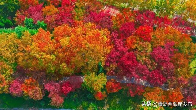 走不出这画了,我已被西海岸的秋景迷倒 🥹