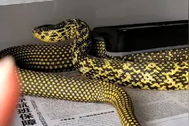 农村公认的百蛇之王，吃银环蛇像吃辣条，为何没有进化出毒液？图片