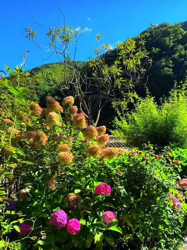 大山里的秘密花园 竟暗藏着治愈人的神奇魔力