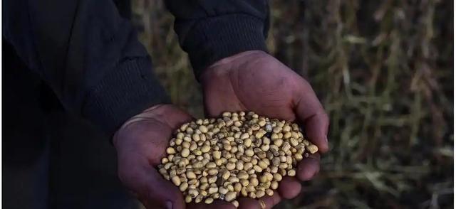 阿根廷“疯子”又赢了，130万吨大豆运往中国，没有一粒是美国的