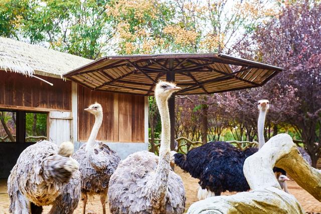 宿州野生动物园，从丛林之王到水上舞者，假日亲子研学游的好去处