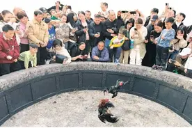 临桂岚岩村：传统斗鸡“斗 ”出热闹新春图片