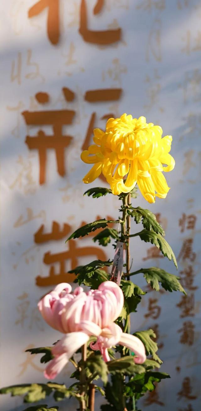 230种“秋韵”上线！拱墅这片花海藏不住了