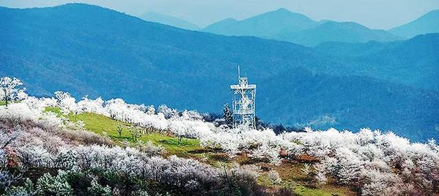 初雪的四方山：雾凇遍野 琼枝满山