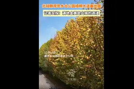 动海报 | 北碚静观思乡台公园梧桐大道美出圈图片