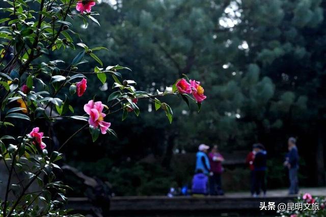 探索自然野趣、探秘植物王国……带孩子来昆明避暑，走这条线路必游！
