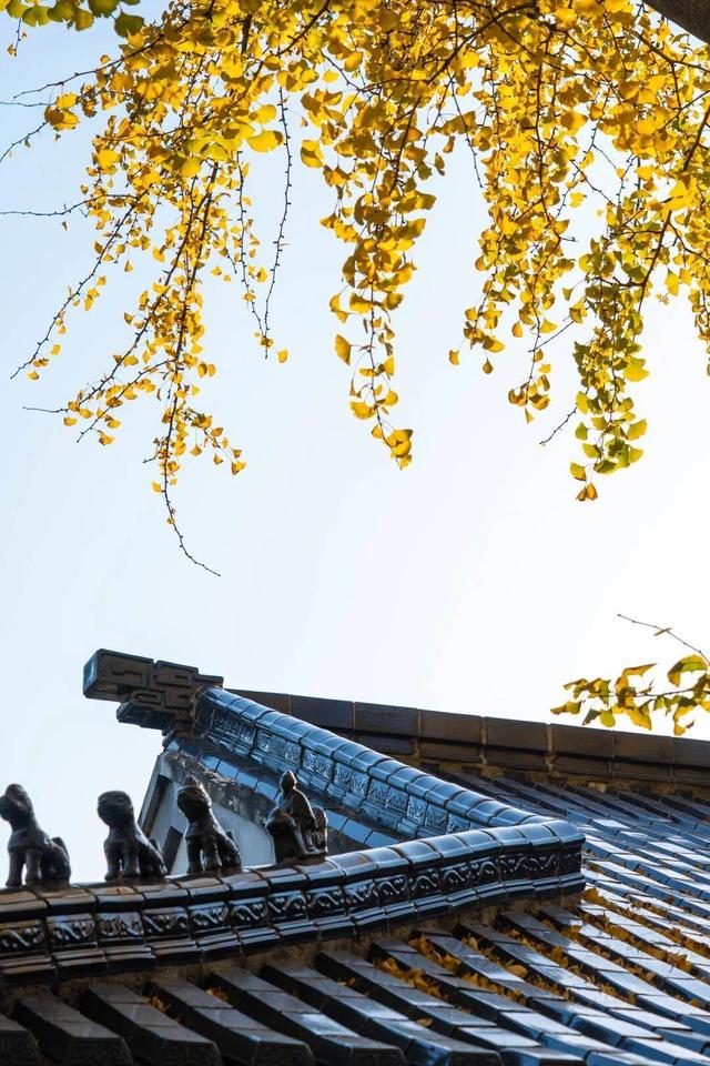 “植愈力”满分！金坛茅山秋冬植物大赏~