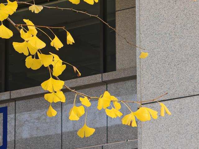 昆明市行政中心另一处，李世民种植银杏树的缩小版，赶快克