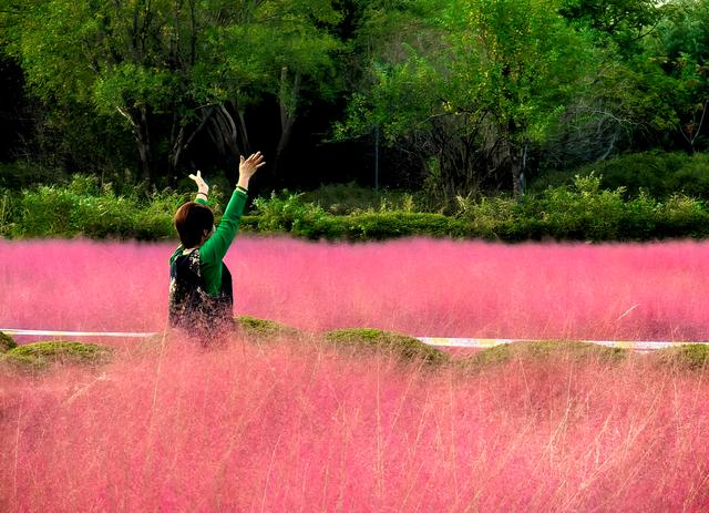 来啊！抓住粉黛小尾巴，错过再等一年！