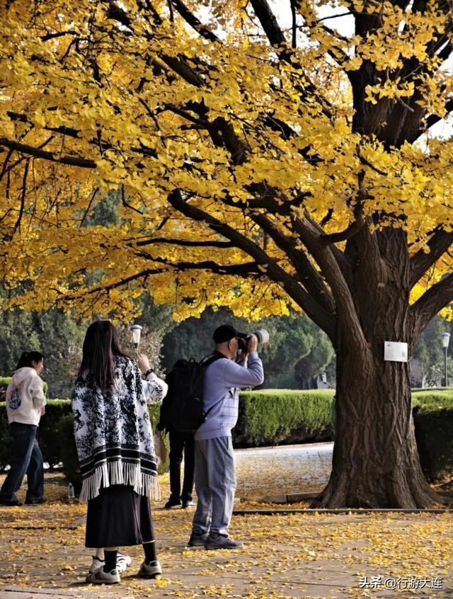 抓住这场金色盛宴！银杏“出片季”正式开启！