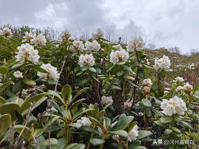 渭源双石门*石门雪山的杜鹃花