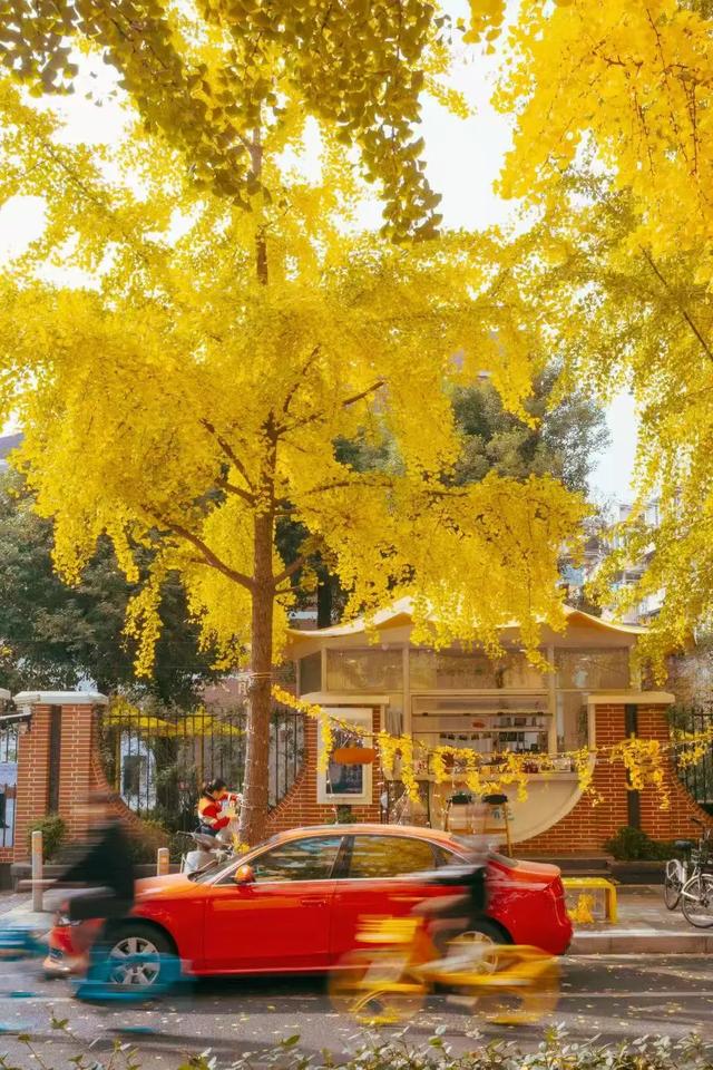 上海银杏浓度已达99%！这份含“金”量超高的浪漫别错过→