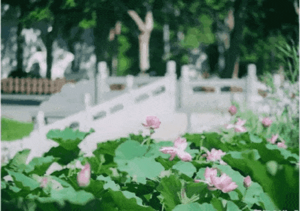 延庆：“好 运 莲 莲”~~
