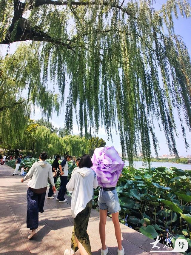 明湖垂柳曼妙多姿 游人如织景致如画