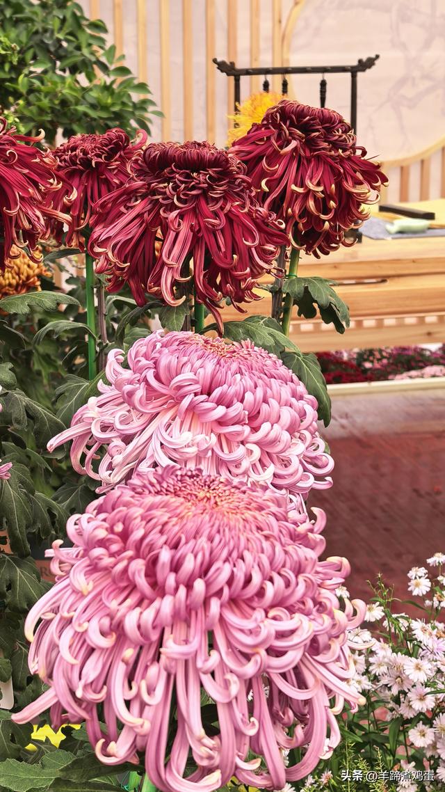 秋风独宠一园菊，晚来香艳出樊篱——北京北海公园2025年菊花展