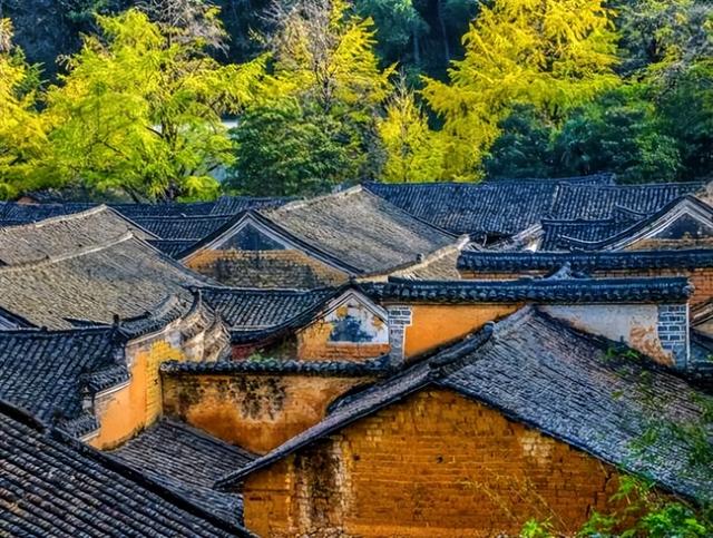 百万株银杏染黄海洋乡，这份秋冬美景请查收