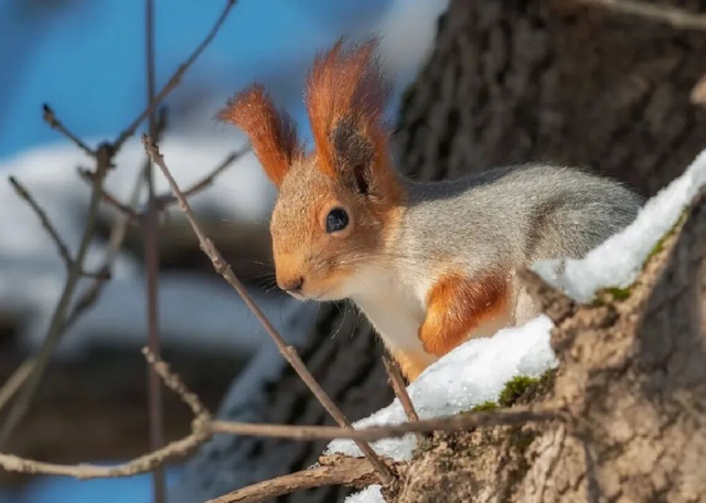 【雪景预告】看雪不必出远门！雅安的冬天超超超美！