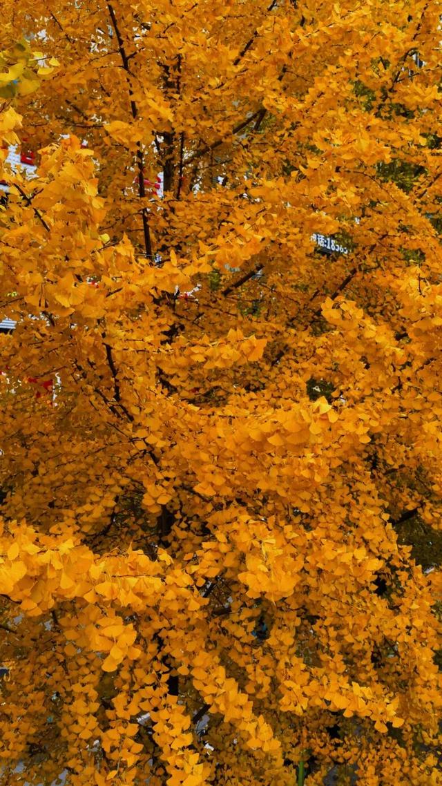 速来！桐梓这里含“金”量超高~