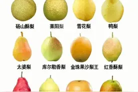 梨子：营养丰富，口感清甜的水果佳品图片