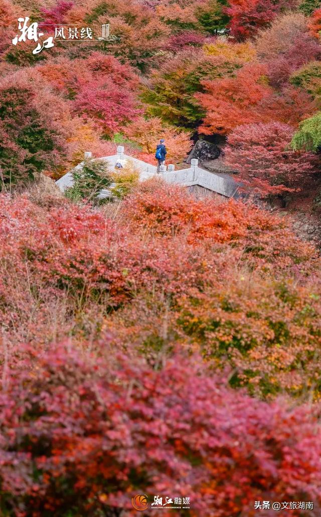 红了！湖南“追枫”地图更新